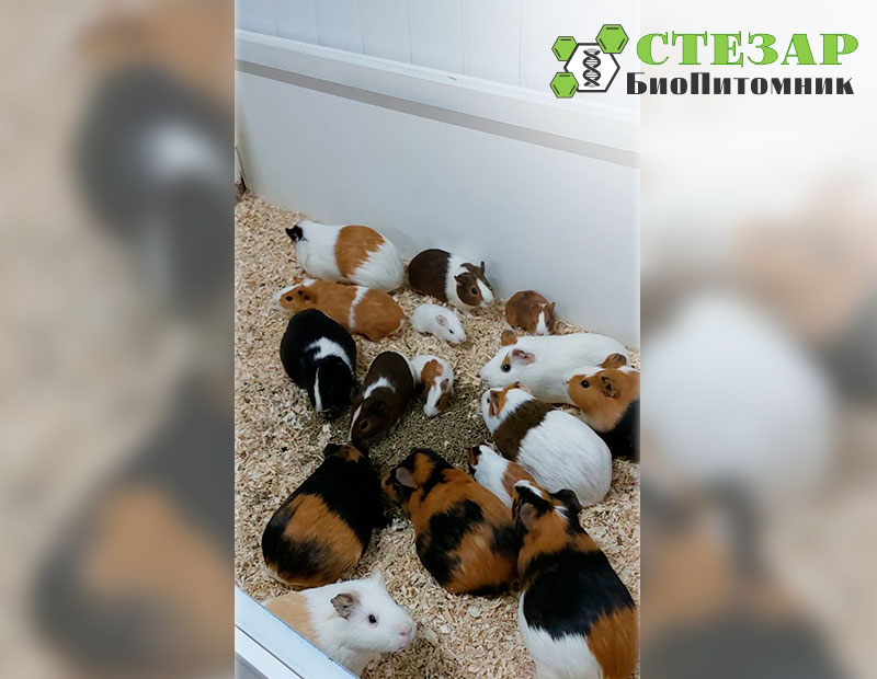 Морские свинки Агути в БиоПитомнике Стезар