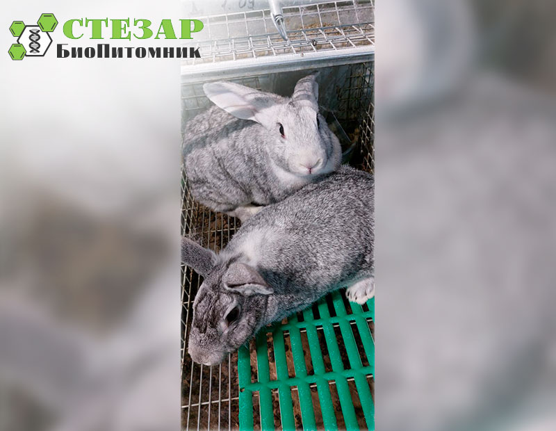 Кролики Советская шиншилла в БиоПитомнике Стезар
