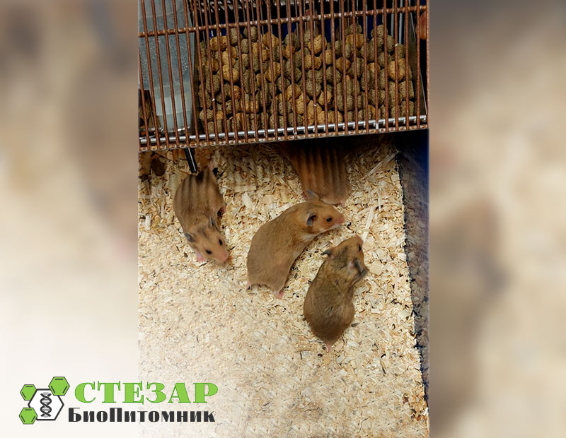 Хомяки Сирийские (золотистые) в БиоПитомнике Стезар